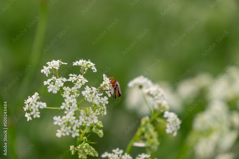 Bug on the white flower. Slovakia Bug on the white flower. Slovakia