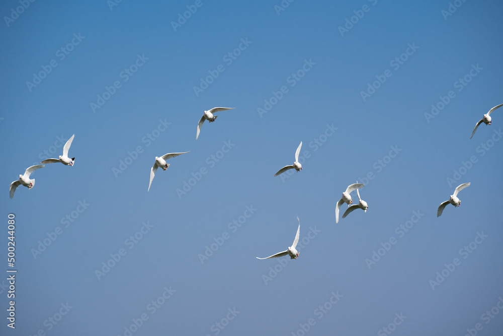 A group of flying white doves in the blue sky