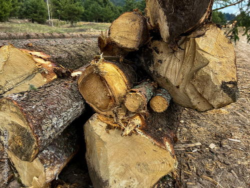 Huge illegal cutted pine wood logs near roadside in Transylvania  Romania.