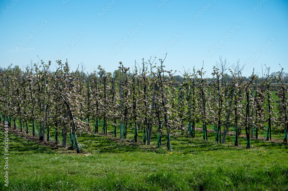 Spring blossom of apple tree, fruit orchards in Betuwe, Netherlands