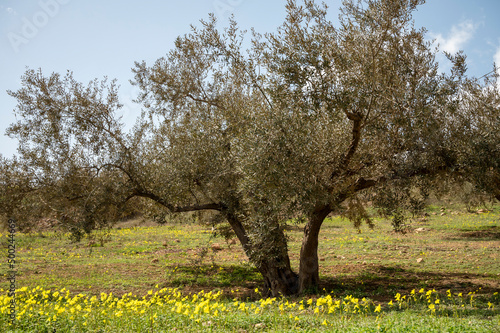 Olive tree grove on hills in spring time with blossom of yellow wild flowers, Andalusia, Spain