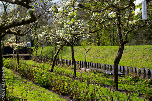 Spring white blossom of pear tree, garden with fruit trees in Betuwe, Netherlands