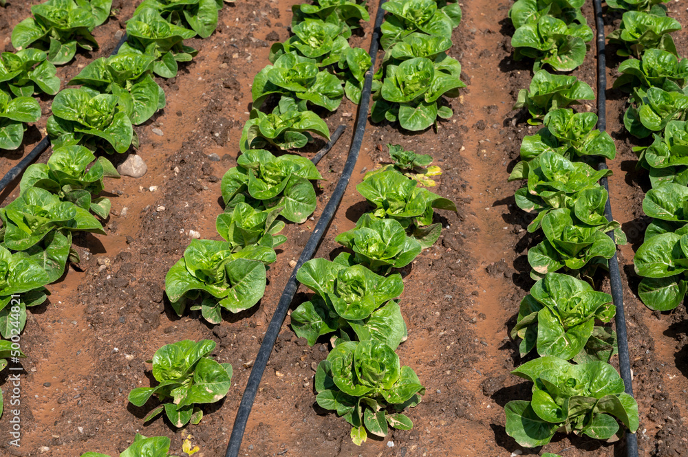 Farm fields with fertile soils and rows of growing green lettuce salad in Andalusia, Spain Farm fields with fertile soils and rows of growing green lettuce salad in Andalusia, Spain