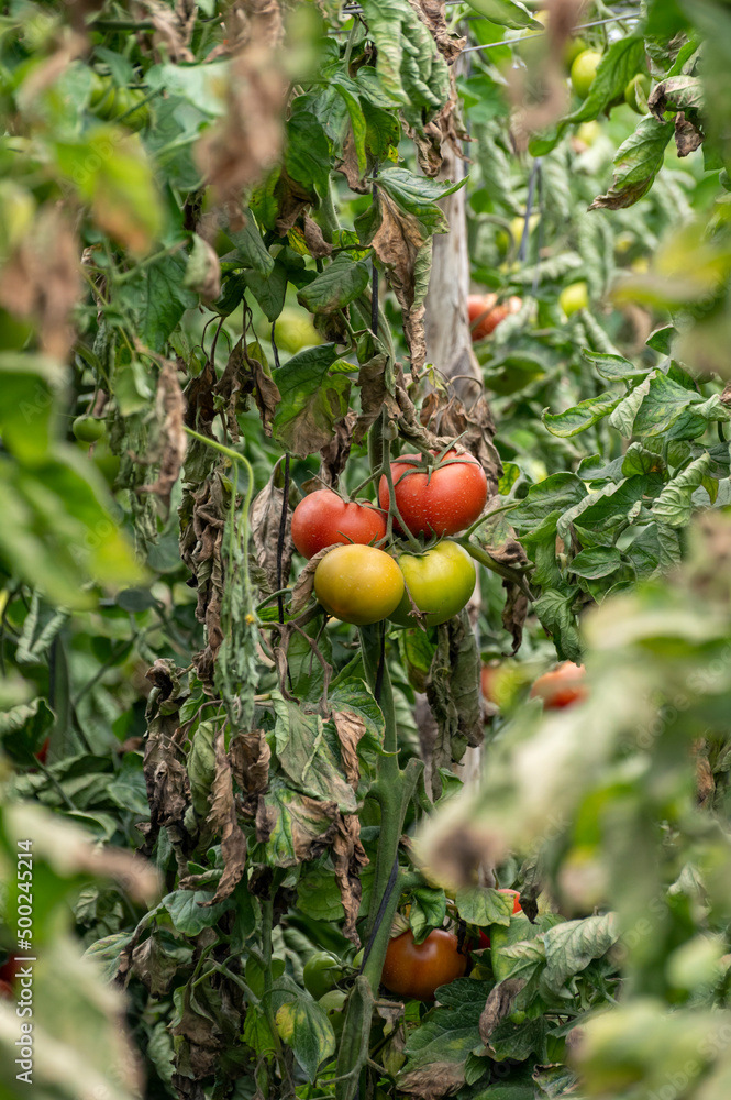 Plastic greenhouse with plantation of big red salad tomatoes vegetables, eco-friendly farming in Andalusia, Spain Plastic greenhouse with plantation of big red salad tomatoes vegetables, eco-friendly farming in Andalusia, Spain