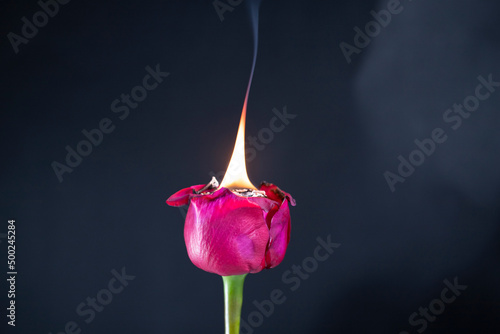 Red Rose Ignites And Burns In Fire photo