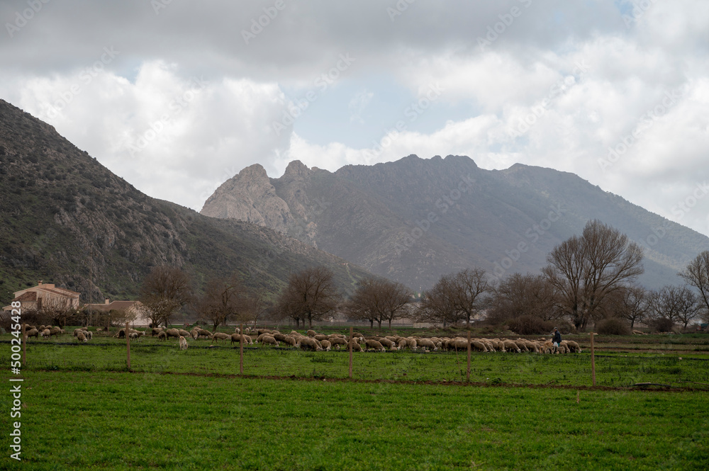 Shepherd and flock of sheeps, view on agricultural valley Zafarraya with fertile soils for growing of vegetables, green lettuce salad, cabbage, artichokes, Andalusia, Spain