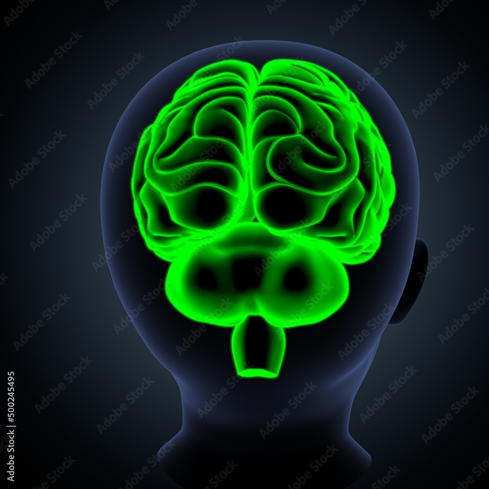 3d illustration of human body male kids brain anatomy. 3d illustration of human body male kids brain anatomy.