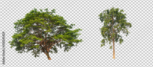 tree on transparent background picture