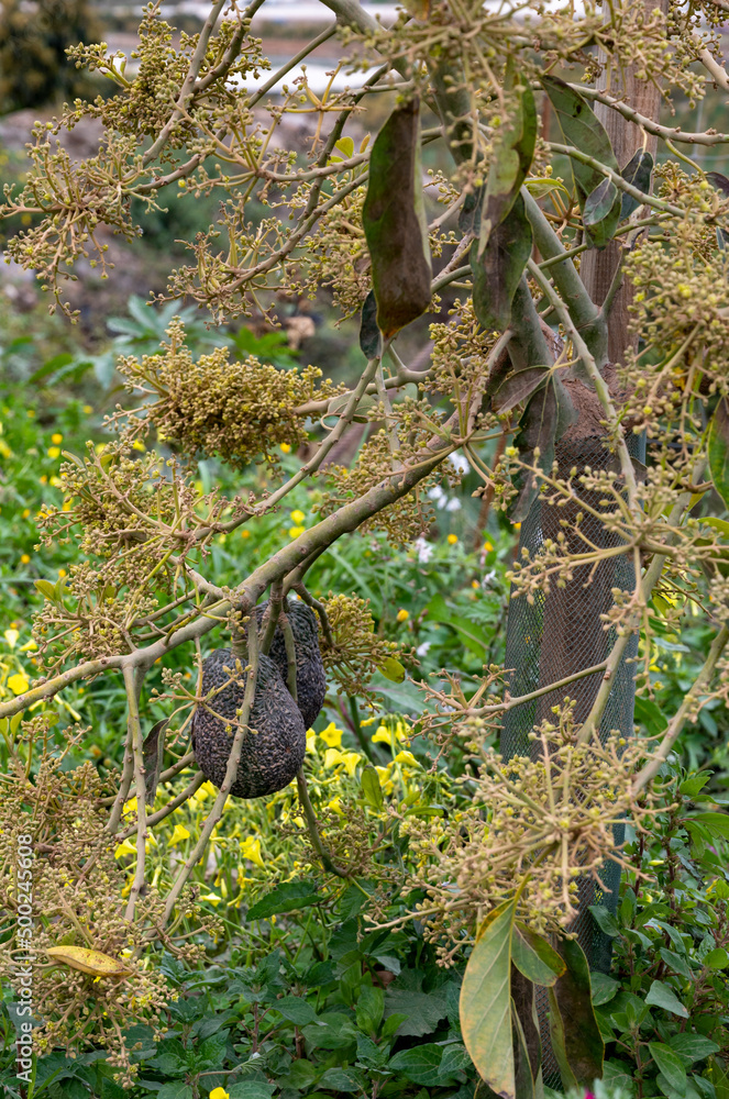 Harvesting and seasonal blossom of evergreen avocado trees on plantations in Costa Tropical, Andalusia, Spain