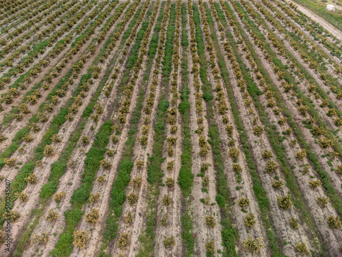 Aerial view on rows of evergreen avocado trees on plantations in Costa Tropical, Andalusia, Spain