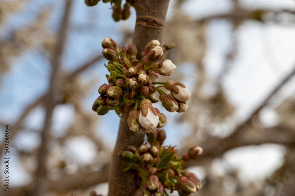 Fruit orchard, spring white blossom of cherry tree Fruit orchard, spring white blossom of cherry tree