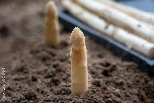 New season of white asparagus vegetable, harvesting of ripe high quality Dutch white asparagus