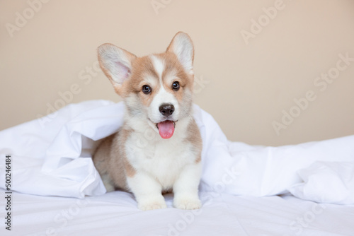 a Welsh corgi puppy is sitting on the bed at home