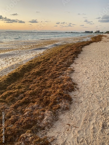 Sargassum seaweed floating on the beach at sunset Grand cayman coastline polluted