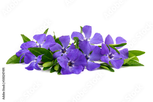 Blue periwinkles isolated on white background. Spring flowers.