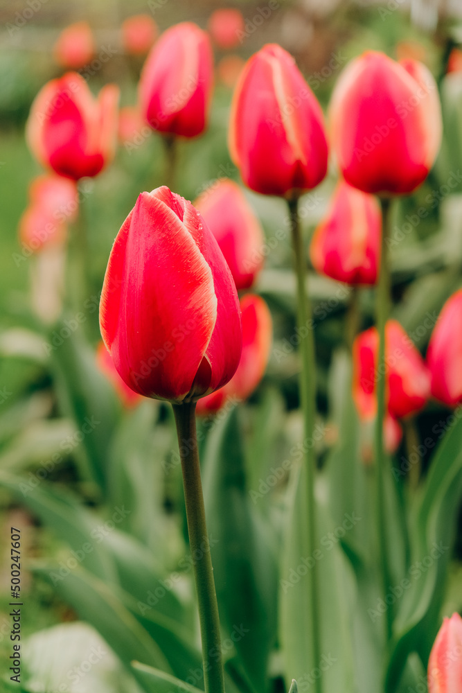 Red tulips bloom in spring after rain.