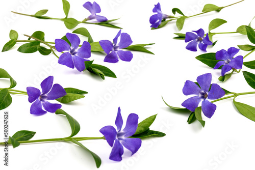 Fototapeta Naklejka Na Ścianę i Meble -  Blue periwinkles isolated on white background. Spring flowers.