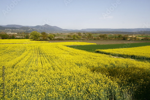 Champs de colza en Ardèche au pied des Cévennes