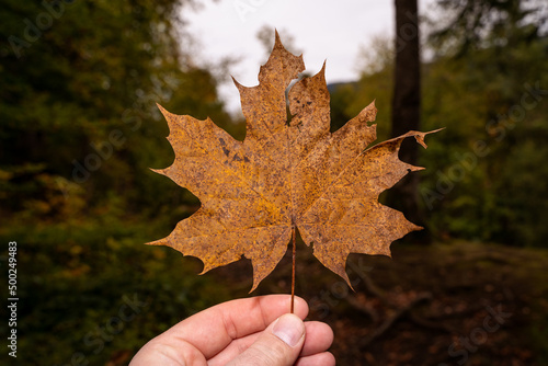 Male hand holding brown maple leaf in forest in autumn