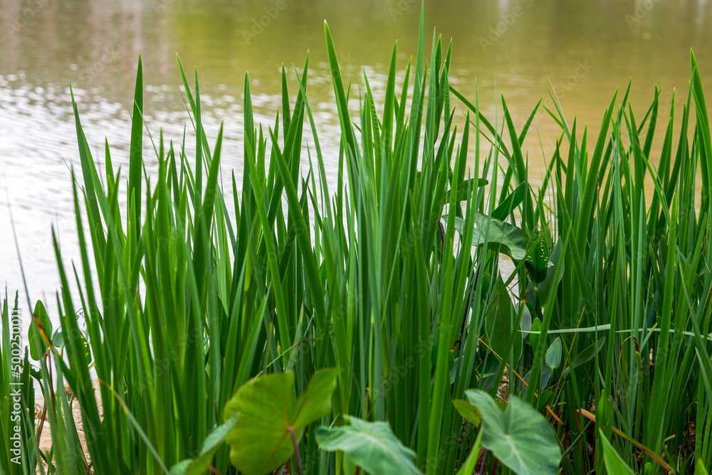 Close-up of lush tall green grass growing near lake water in park