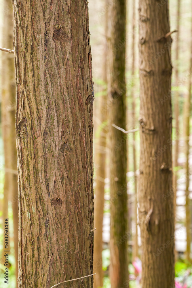 Close-up of tree trunks in the park Close-up of tree trunks in the park