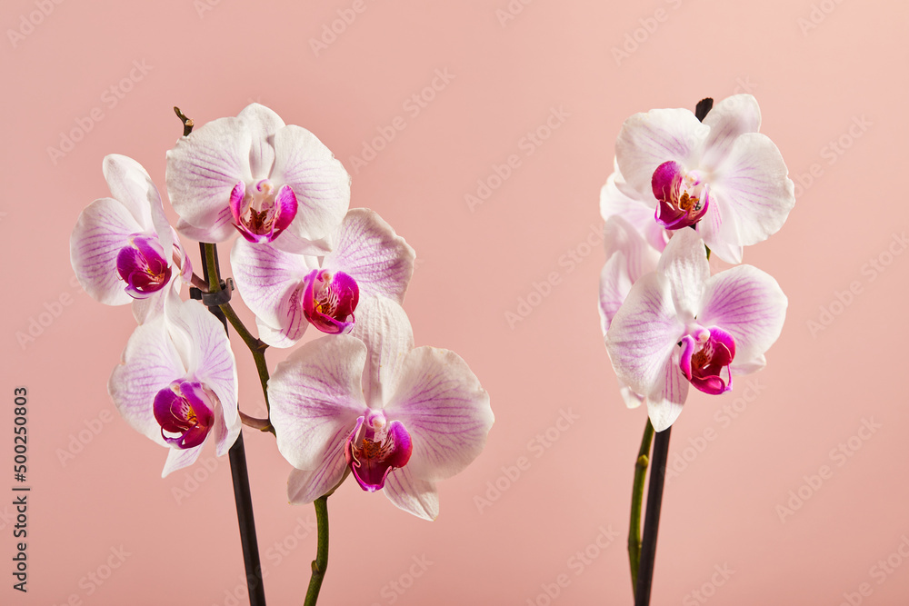 Fototapeta premium Flowers orchid Phalaenopsis white flowers with pink veins and core on pink background