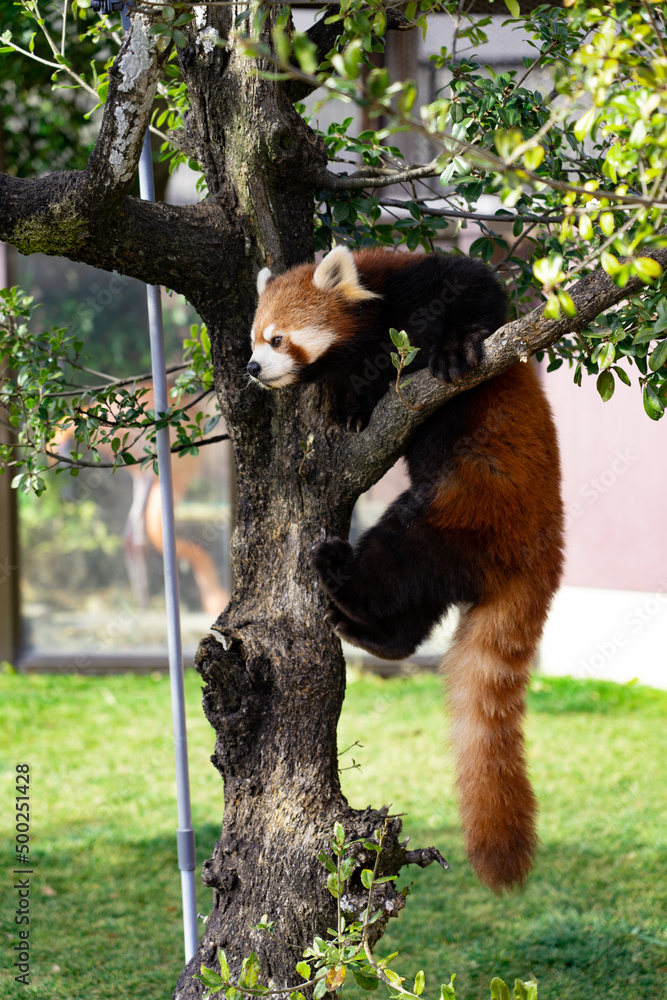 Obraz premium レッサーパンダ