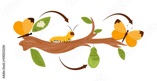 Butterfly cycle concept