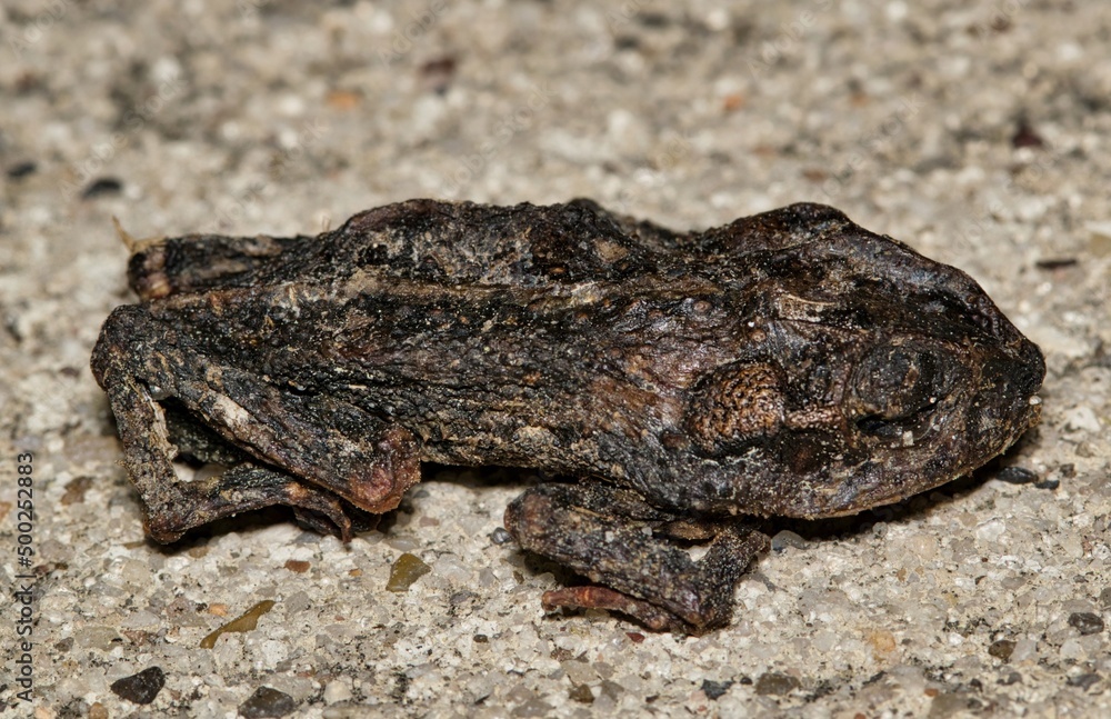 Dead and desiccated Gulf Coast toad (Incilius nebulifer) on the pavement, isolated closeup with copy space.