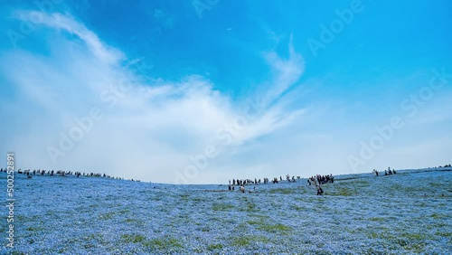 満開のネモフィラが咲く丘のタイムラプス