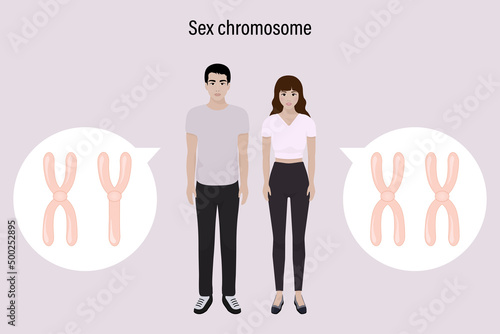 Sex chromosome structure. Male and Female. Biological study. Chromosome X and Y.