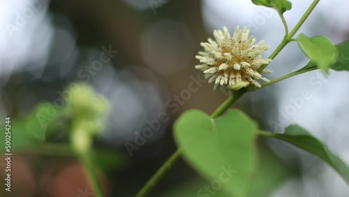Mitragyna speciosa flower on the tree	