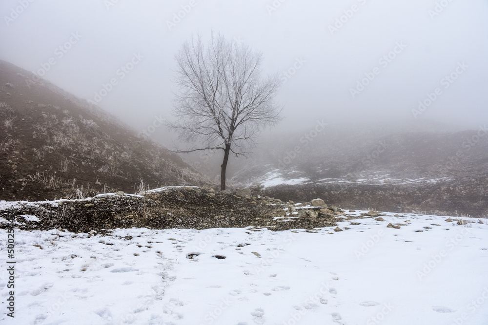 lonely tree in the middle of snowy foggy hills and there is footprints on snow lonely tree in the middle of snowy foggy hills and there is footprints on snow