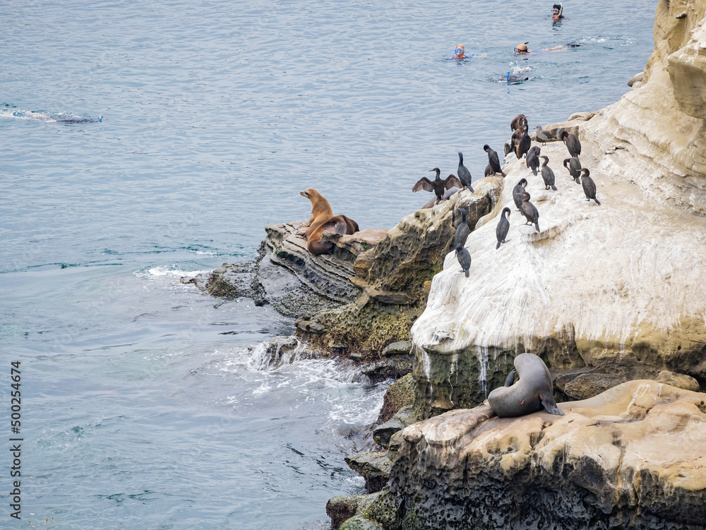 Close up shot of many Sea lion near the famous La Jolla Cove
