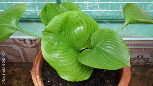 Close up of Cardwell lily leaf or proiphys amboinensis in a pot. photo