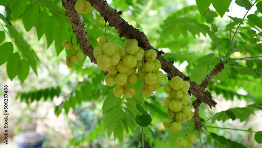 Phyllanthus acidus, a raw green, has a sour taste on the tree. Phyllanthus acidus, a raw green, has a sour taste on the tree.