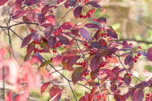 Red berries of Viburnum dilatatum on the tree photo