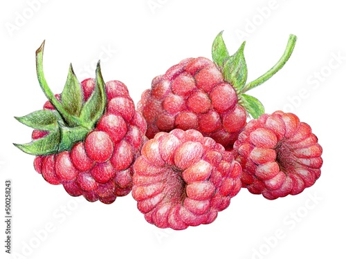 Fotografie, Obraz A handful of raspberries with a twig