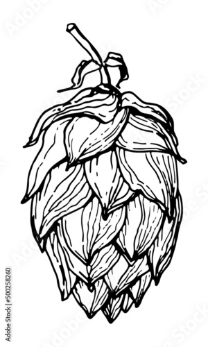 Vector fruit of green Hop Plant. Illustration of humulus on white isolated background for logo or icon. Herb for beer production