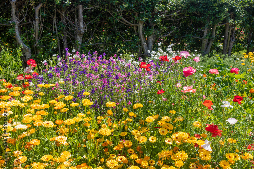 Mix of bright flowers in the park. Mix of bright flowers in the park.