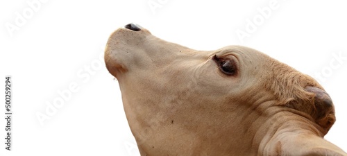 A cow raises its neck or stretches its neck.