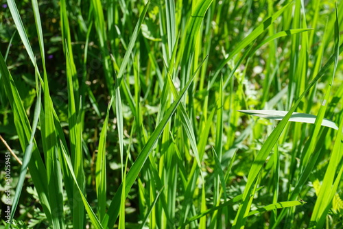 Grüne Grasfläche im Sonnenlicht im Frühling 