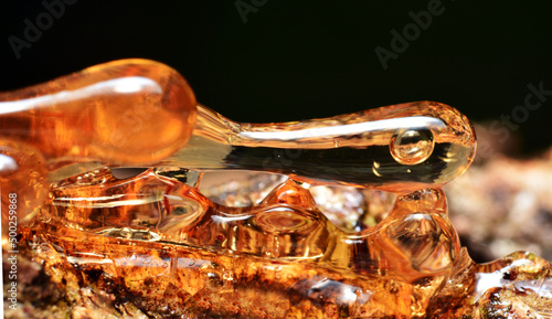 Solid amber resin drops on a tree trunk.