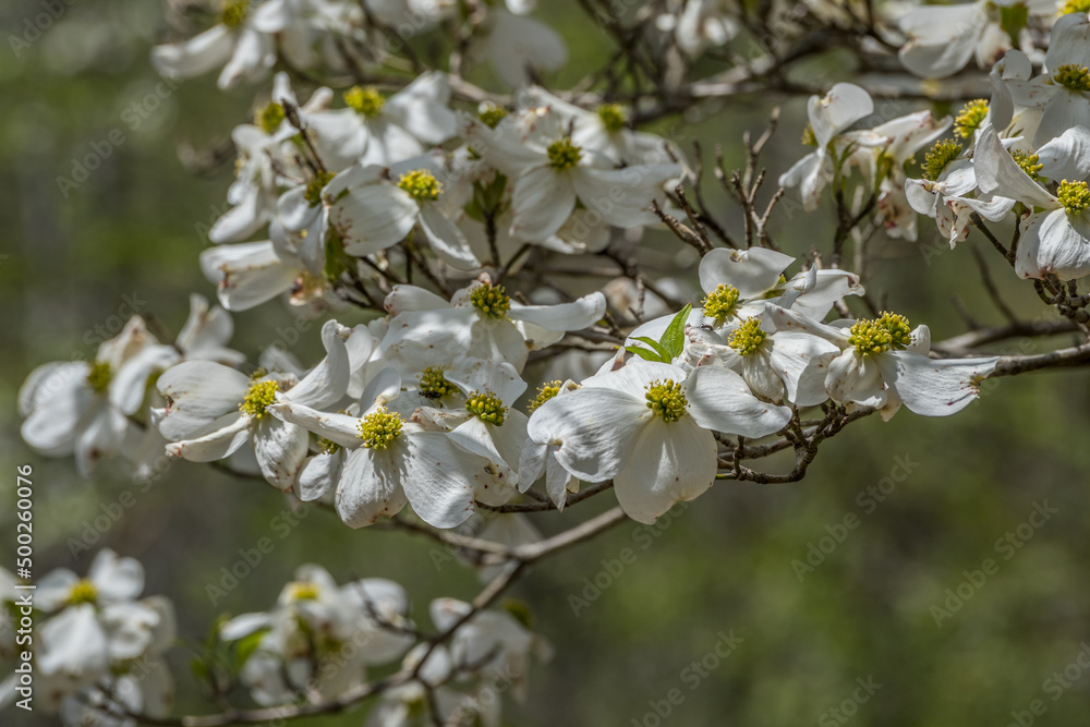 Dogwood tree in bloom closeup Dogwood tree in bloom closeup