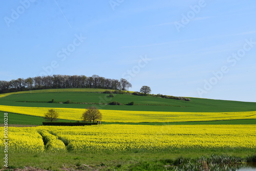gelbe und grüne Felder an einem Hang