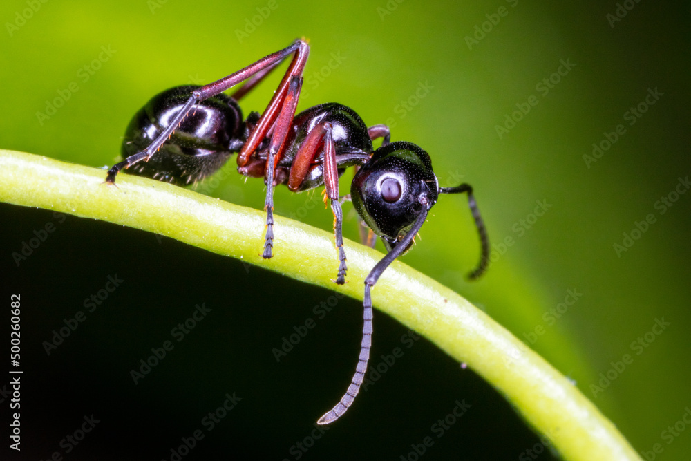 Fototapeta premium Close up black ant on green leaf.