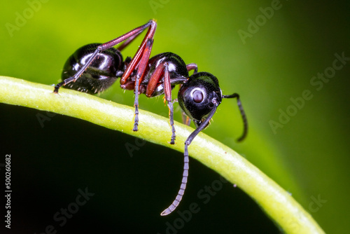 Close up black ant on green leaf. © sippakorn
