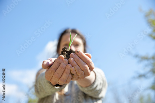 Eine Frau setzt im Frühling Zwiebeln ein