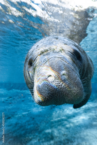 Manatee in the water (Crystal RIver)