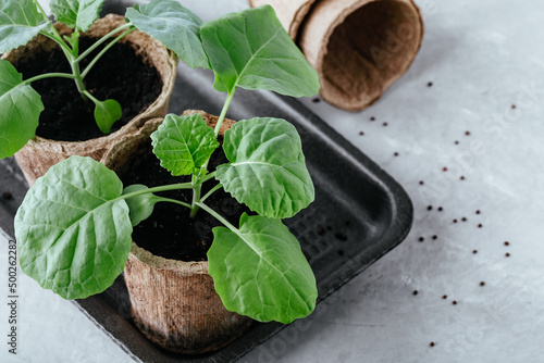Cabbage seedlings. Savoy Cabbage seedlings pots